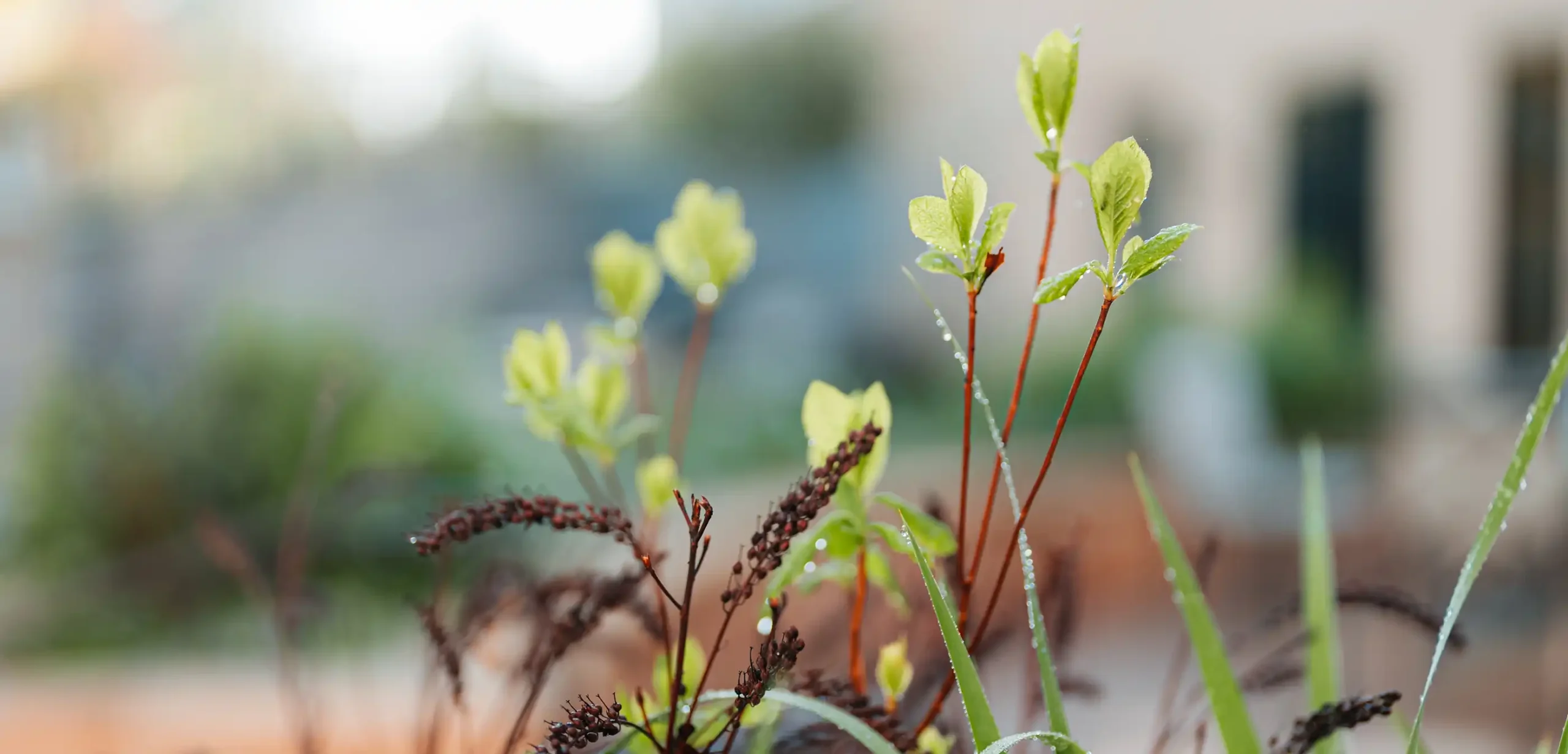 Budding leaves